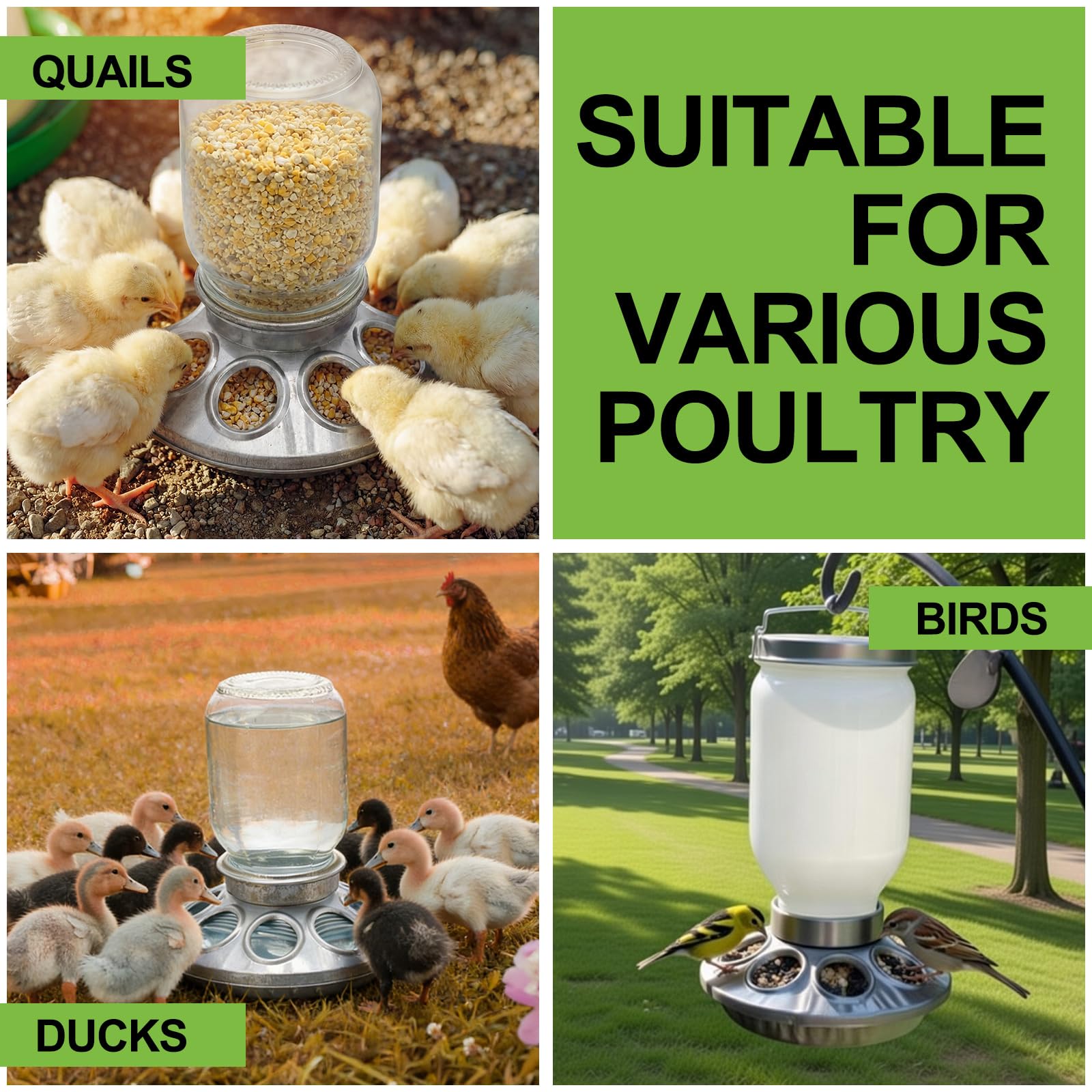 Potchen lifestyle setup in a brooder box illustrating practical use for backyard chick rearing