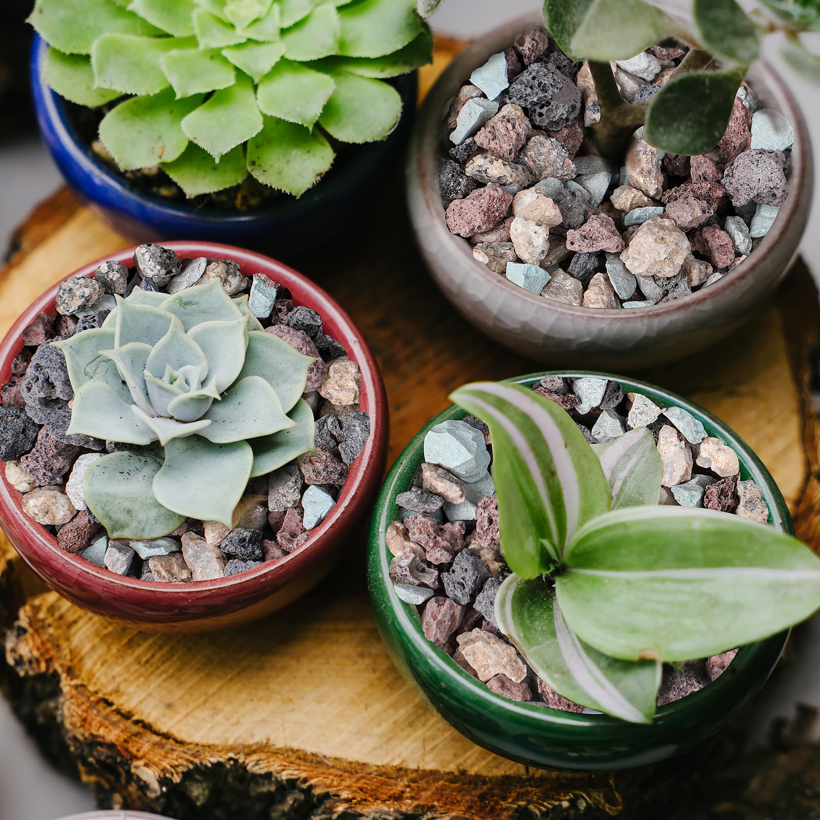 Rahato in terrarium and bonsai showcasing creative use and contrast