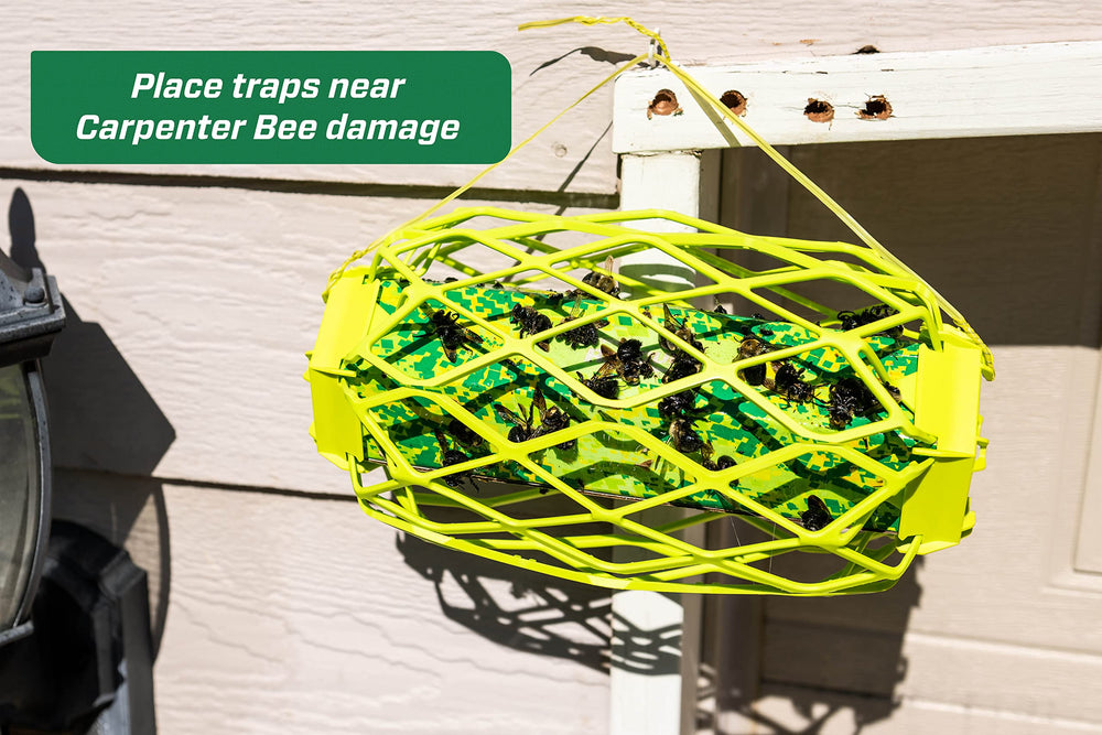 RESCUE! TrapStik hanging on home eaves intercepting carpenter bees