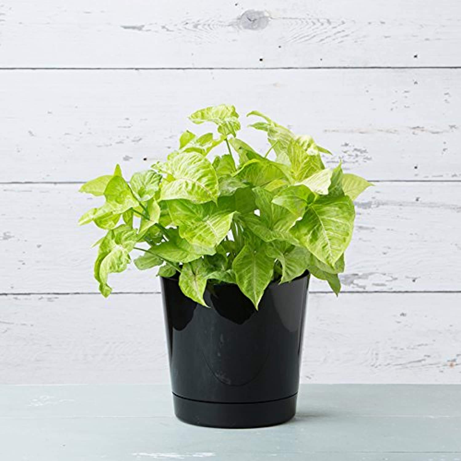Root & Vessel 10-inch pot in living room with plant demonstrates space-saving style