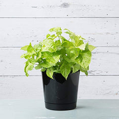 Root & Vessel 10-inch pot in living room with plant demonstrates space-saving style