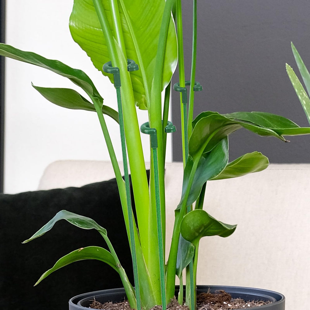 Ruksifg stakes used on a windowsill to stabilize flowering plants
