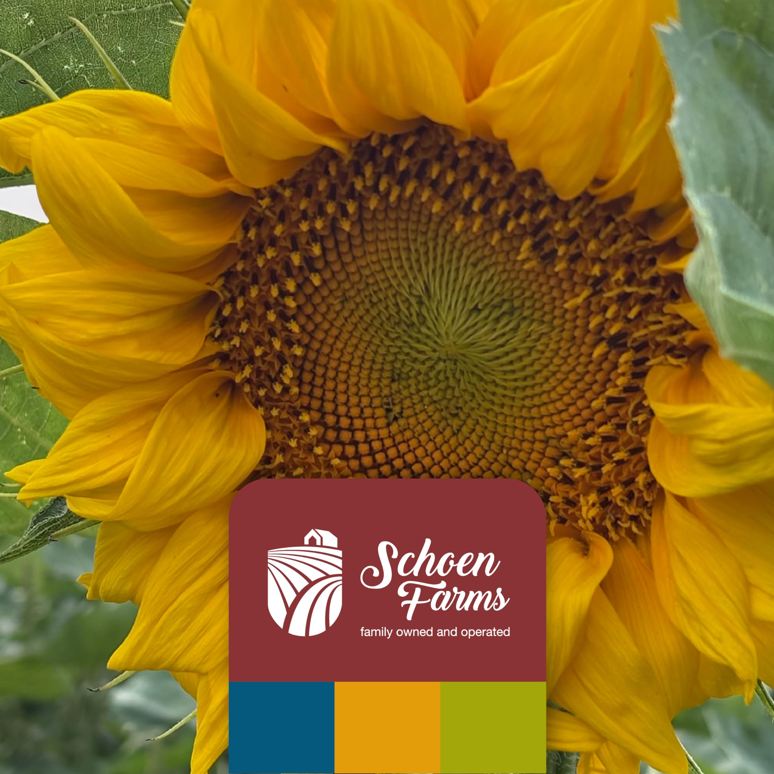 Schoen Farms bag on patio near feeder illustrating low-mess benefit