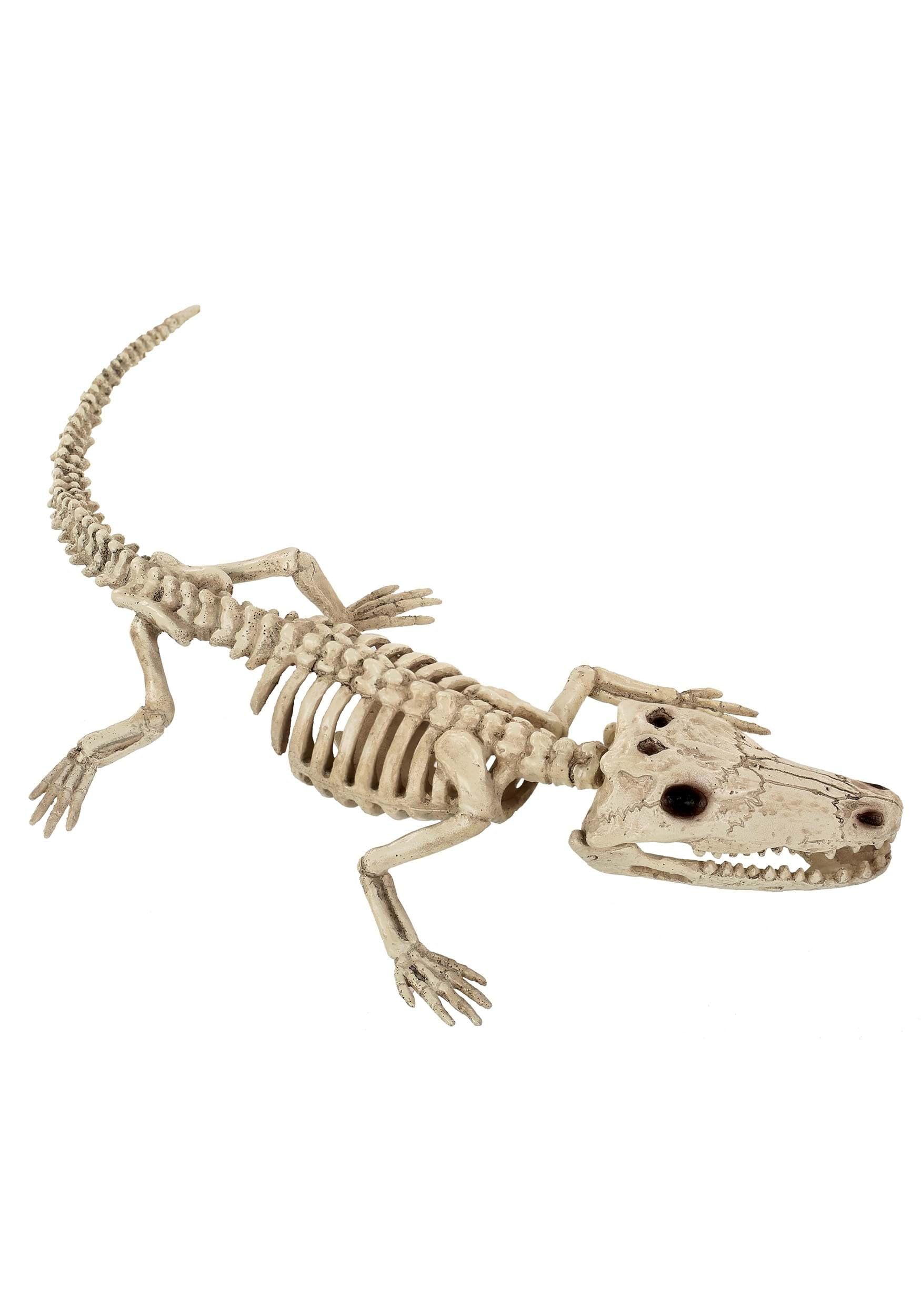 Seasons baby alligator skeleton front view showing cute skull and poseable tail for display