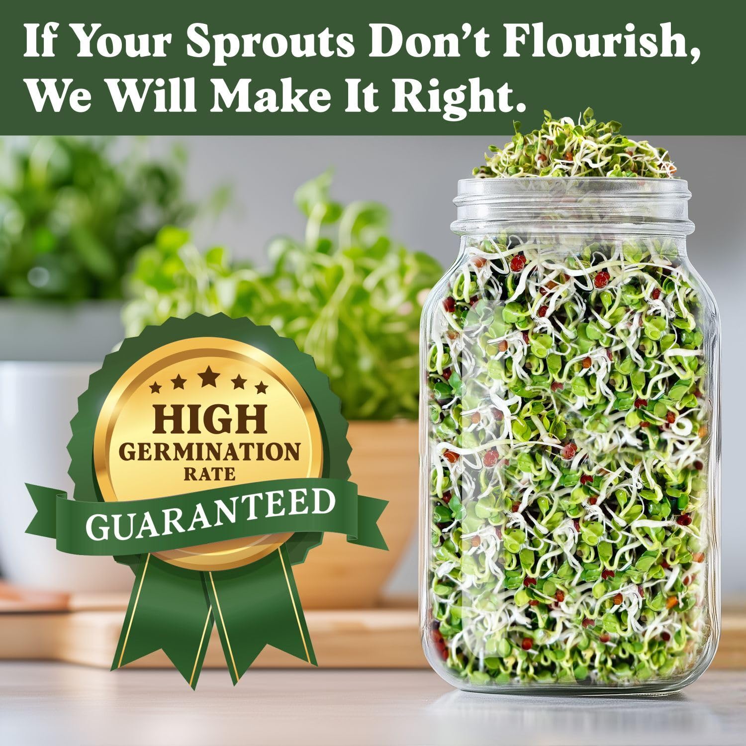 Seedboy daikon sprouts growing in a jar demonstrating easy countertop sprouting benefit