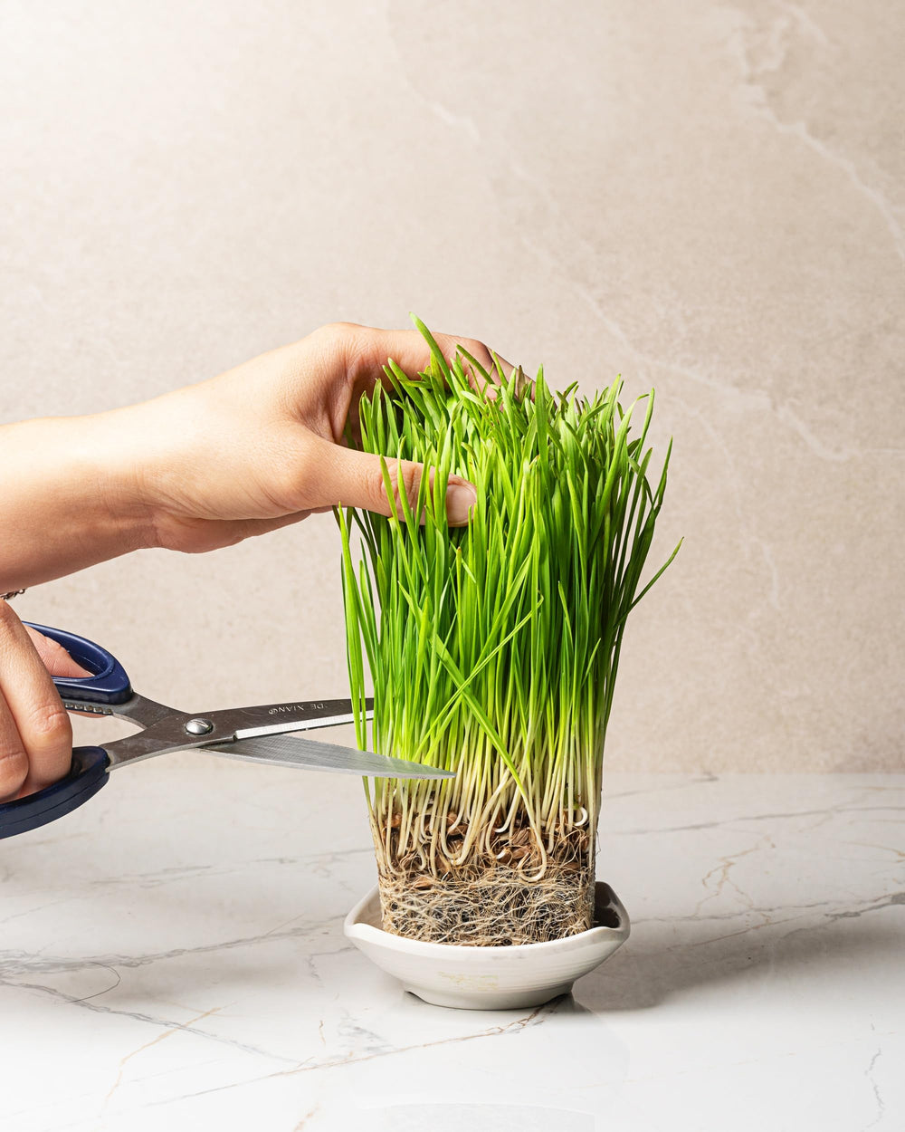 sereniseed wheatgrass sprouting in tray demonstrating quick growth