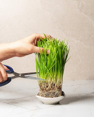 sereniseed wheatgrass sprouting in tray demonstrating quick growth