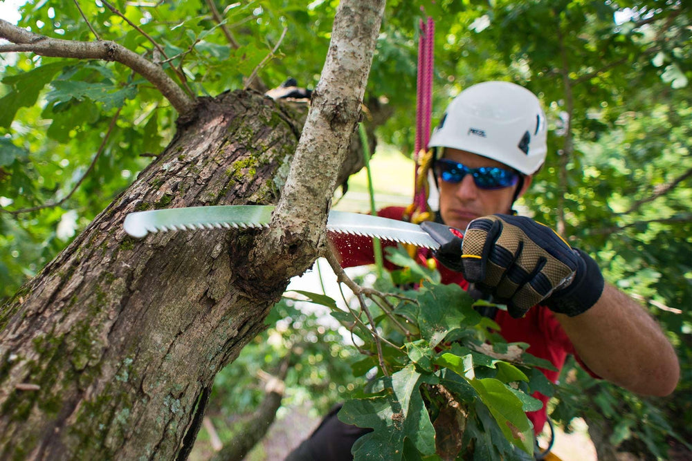 Silky ZUBAT cutting a branch demonstrating fast aggressive cuts