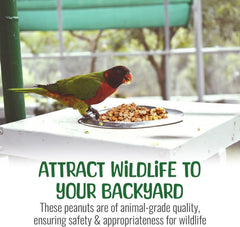 Sneaky Mango peanuts in platform feeder attracting backyard birds