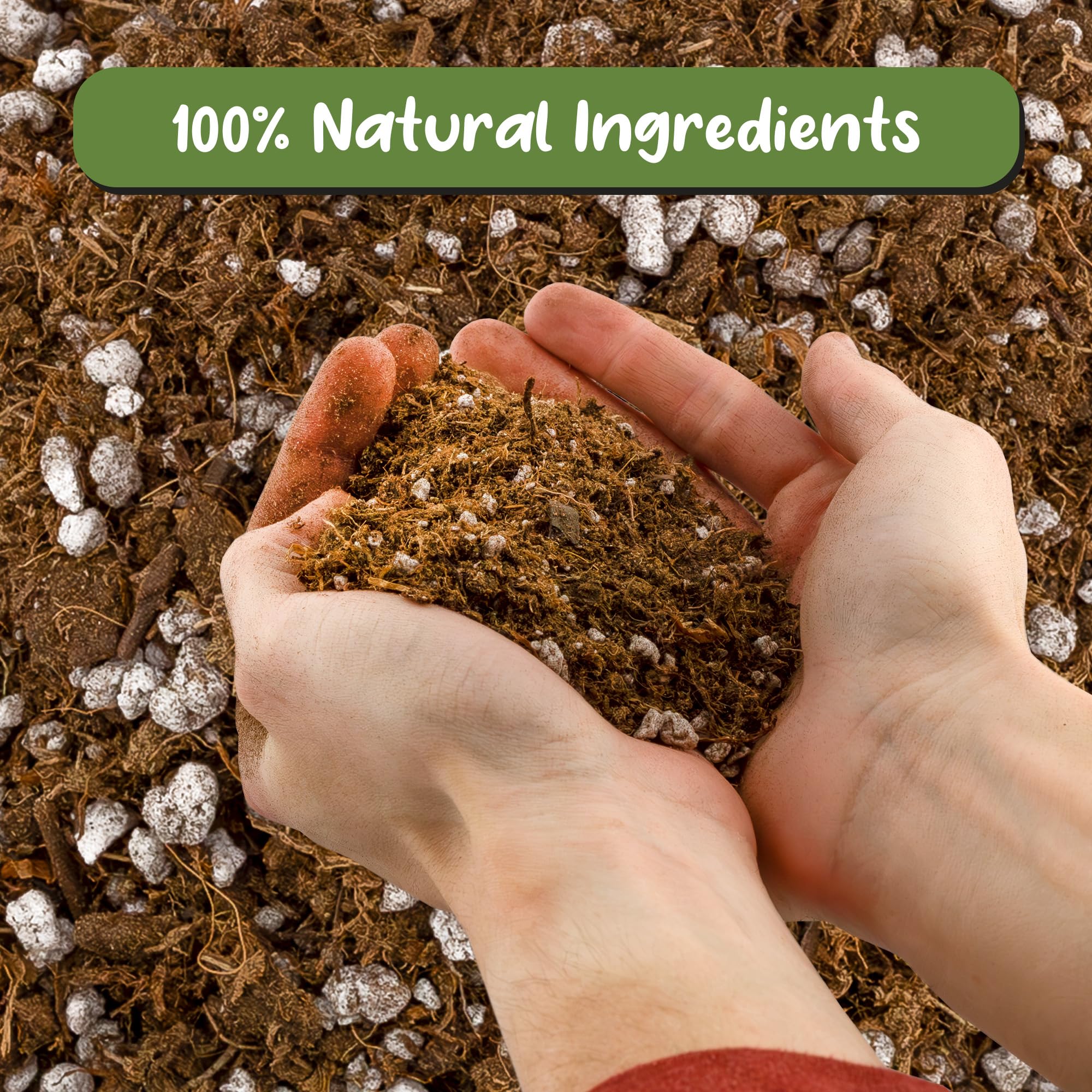 Soil Sunrise being used to pot a Venus flytrap, promoting healthy roots