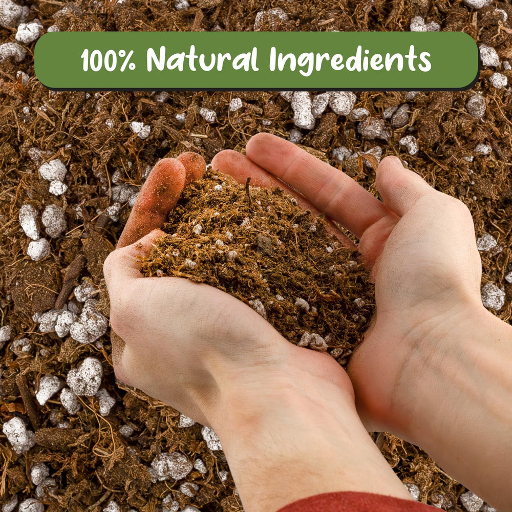 Soil Sunrise being used to pot a Venus flytrap, promoting healthy roots
