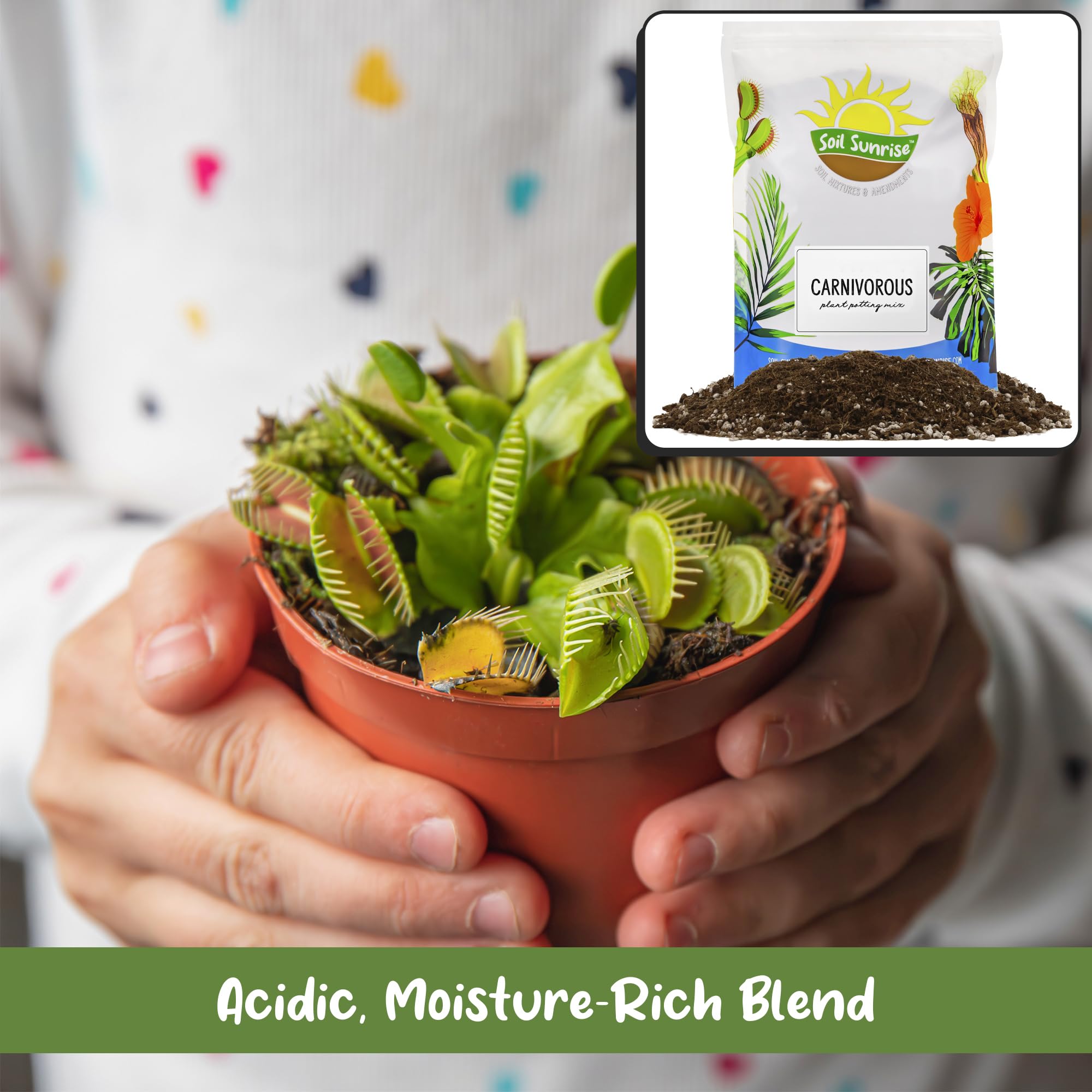 Soil Sunrise used while repotting a Venus flytrap for healthy roots