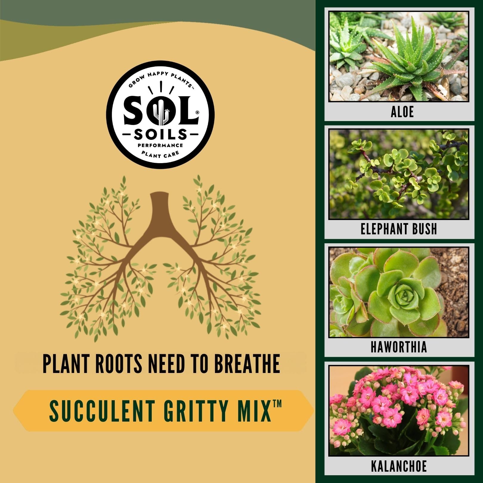 sol soils on a window shelf with succulents showing healthy indoor display