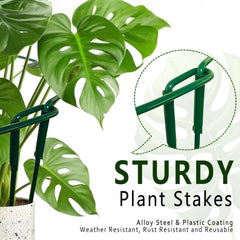 Soupiar stakes installed in a garden bed offering stable vine guidance
