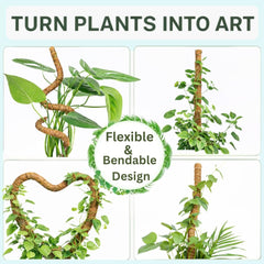 SURPPO spiral pole trained with monstera vine illustrating vertical training benefits
