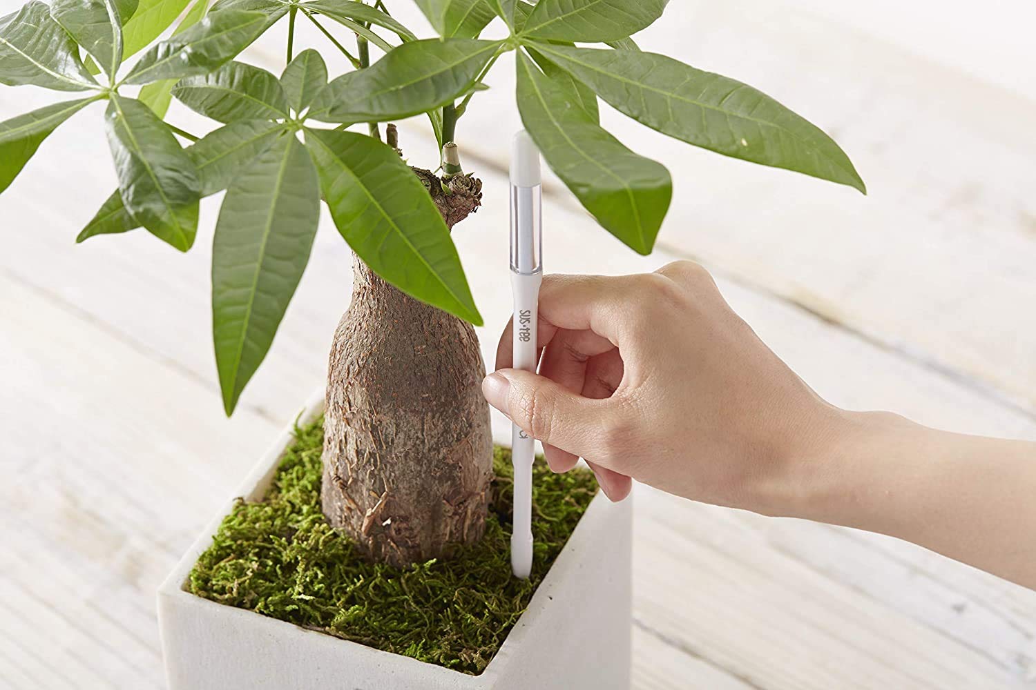 Sustee Aquameter inserted into a pot demonstrating easy in-soil monitoring