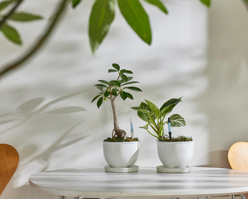 Sustee styled on shelf with pots showing decor-friendly black design