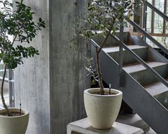 Sustee inserted in a potted plant showing quick moisture reading benefit