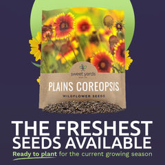 SWEET YARDS close-up of raw Plains Coreopsis seeds showing texture and high seed count benefit
