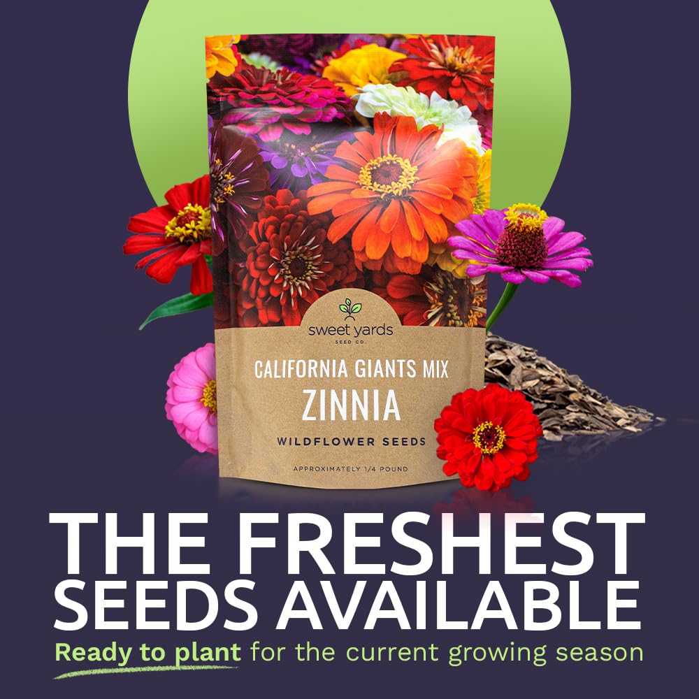 SWEET YARDS close-up of zinnia seeds showing freshness and sowing ease