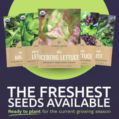 SWEET YARDS close-up of seeds texture revealing viability for better germination