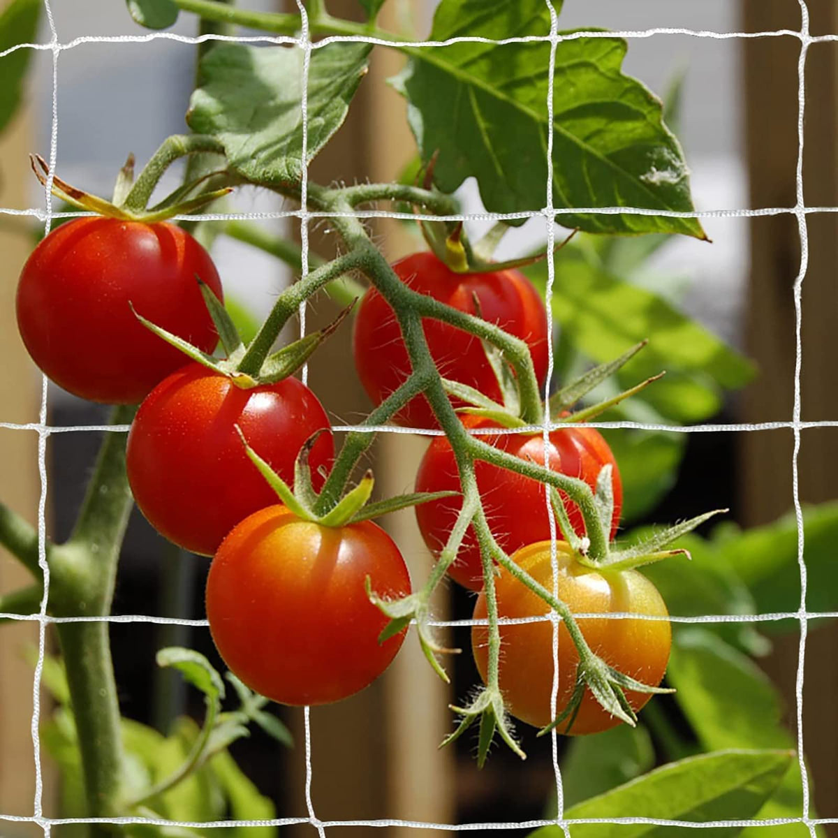 Tcamp front view of unrolled trellis netting showing full width and length support