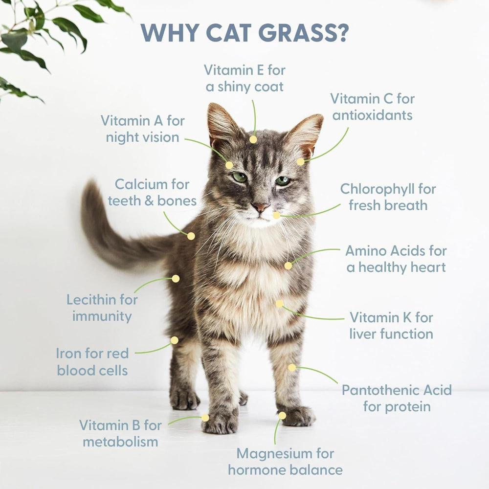The Cat Ladies planter next to hand shows scale and compact indoor-friendly benefit