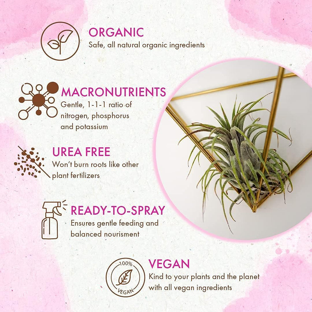 The Grow Co on a mounted tillandsia display illustrating healthier leaf color