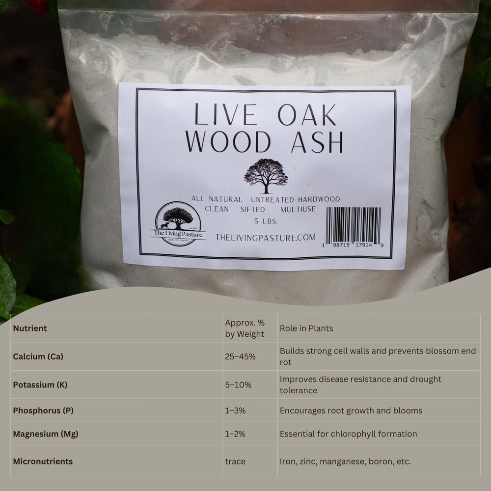 Chickens using The Living Pasture ash mixture in a dust bath to help with feather care and odor control