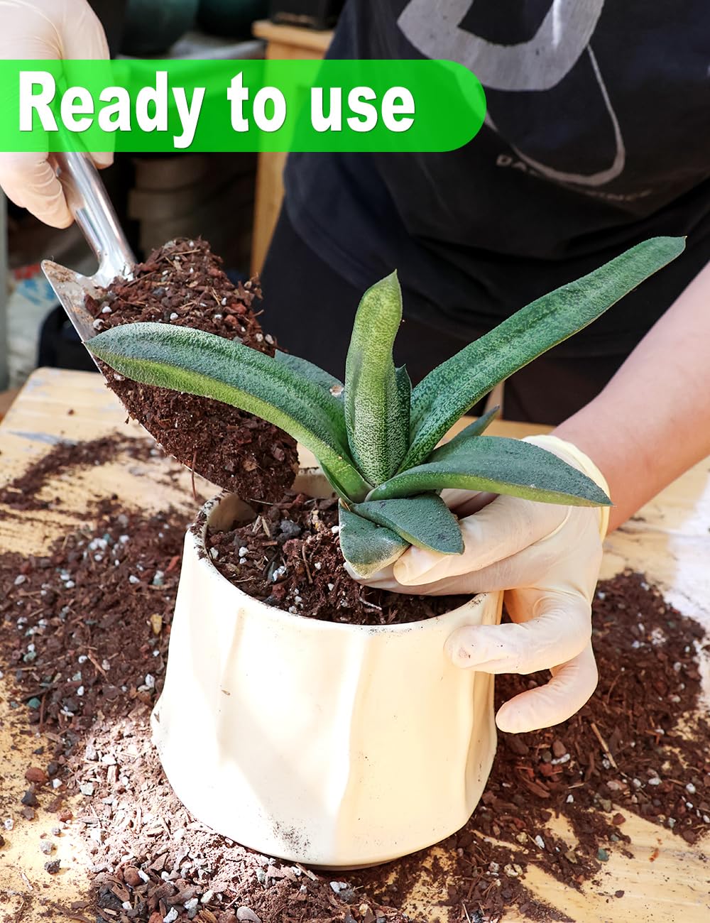 TOYPOPOR mix in a pot during repotting showing healthier root environment