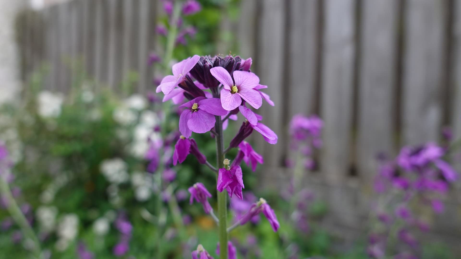 Valley Greene mixed flower blooms in garden showcasing vibrant results