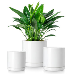 vancasso front packaging showing three white pots and neat presentation
