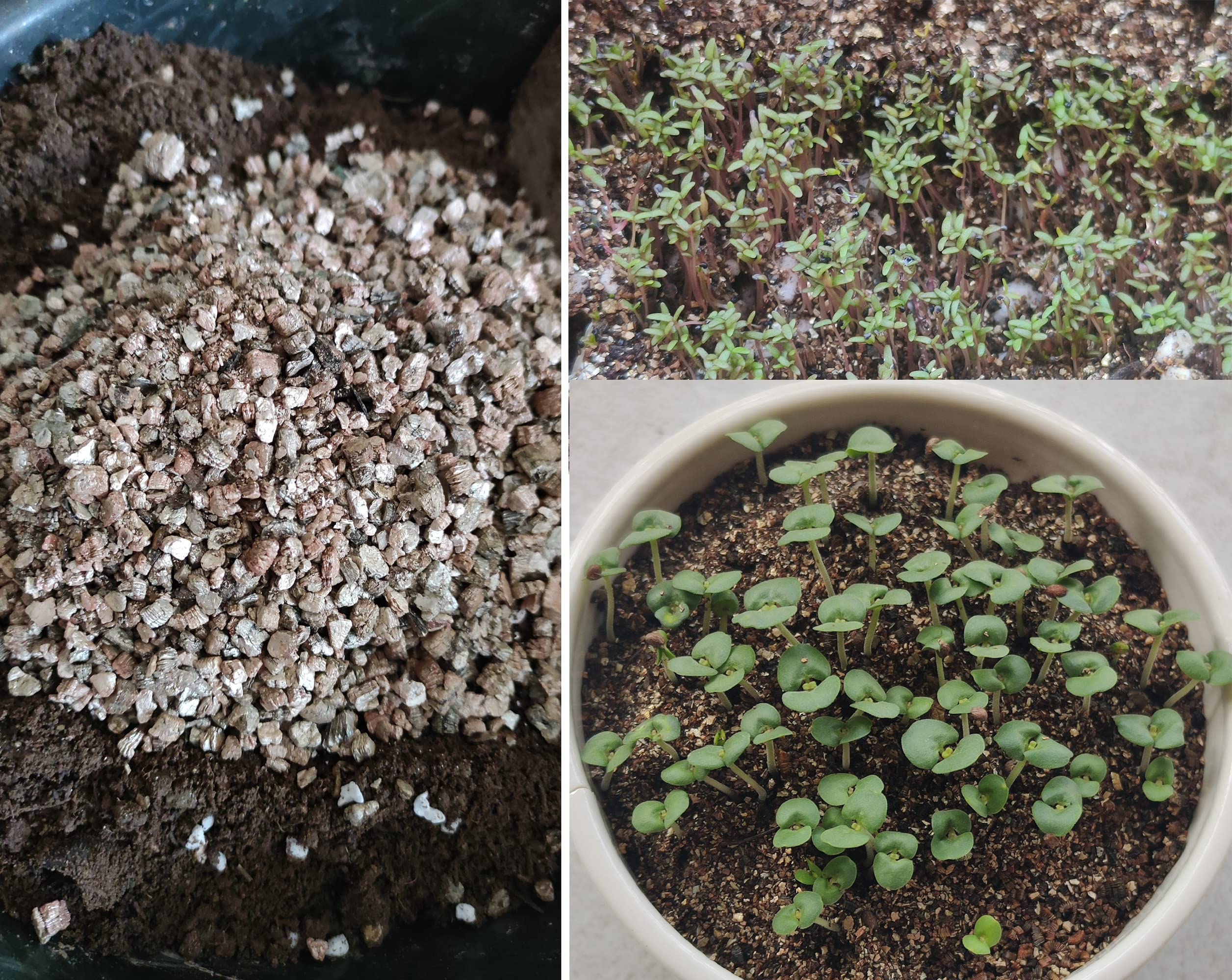 Voulosimi applied in raised bed illustrating improved soil porosity and plant health