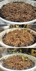 Voulosimi used in seedling tray improving germination and consistent moisture