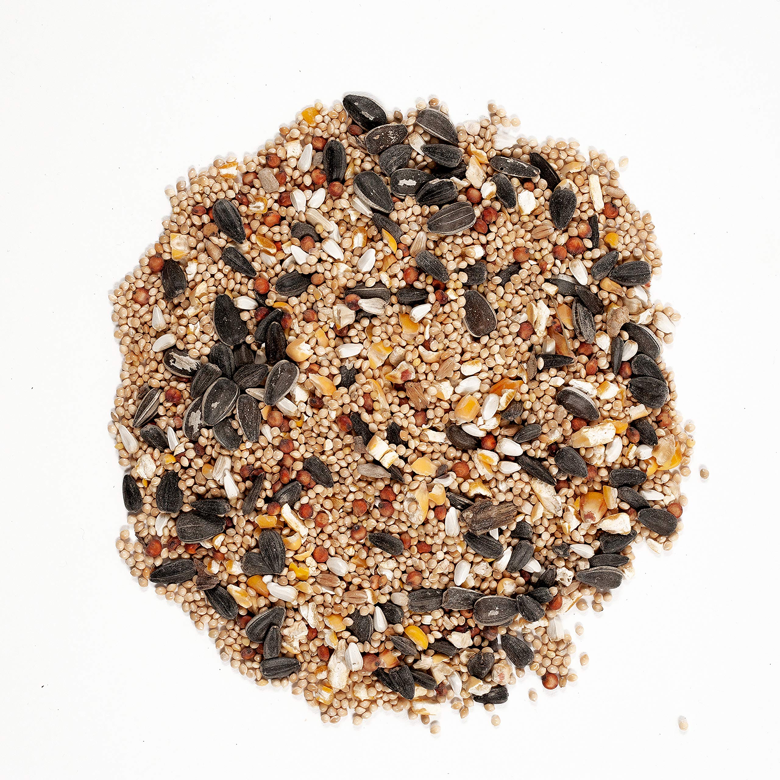 Wagner's seed pouring into a tube feeder attracting small songbirds