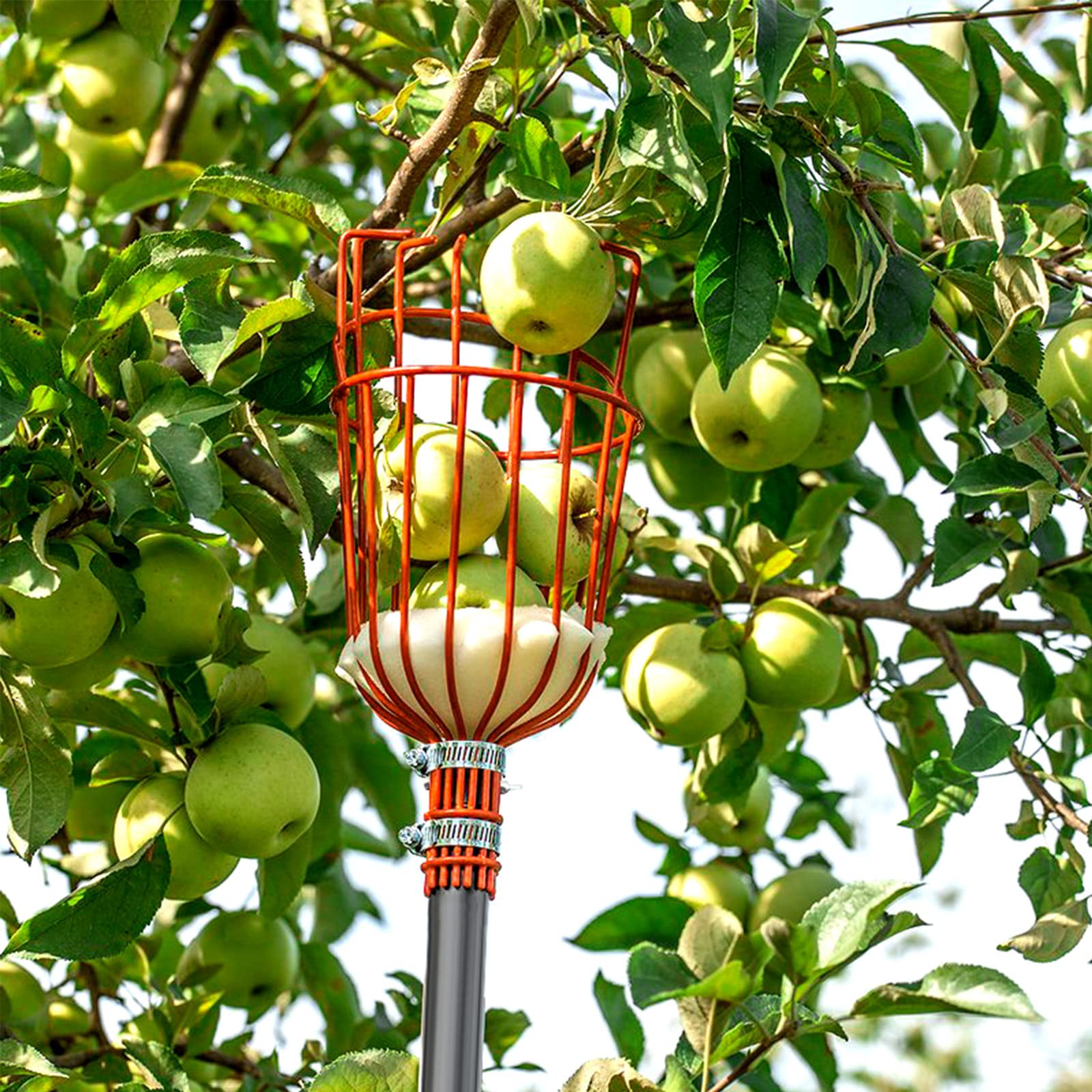 Walensee lifestyle in garden harvest setting improving efficiency