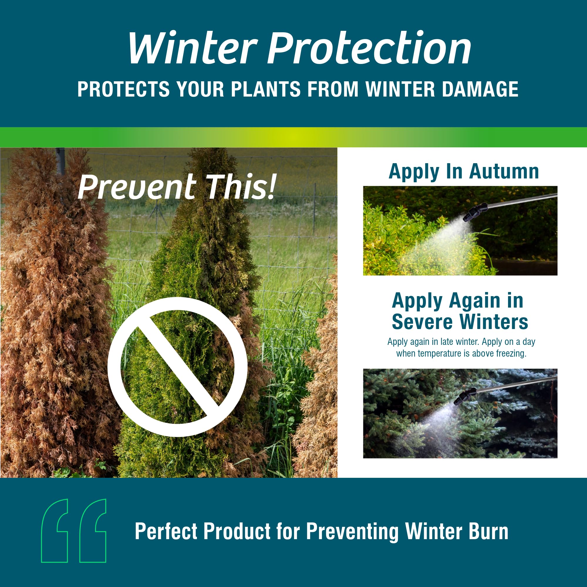 Wilt-Pruf sprayed on evergreen needles reducing moisture loss and stress