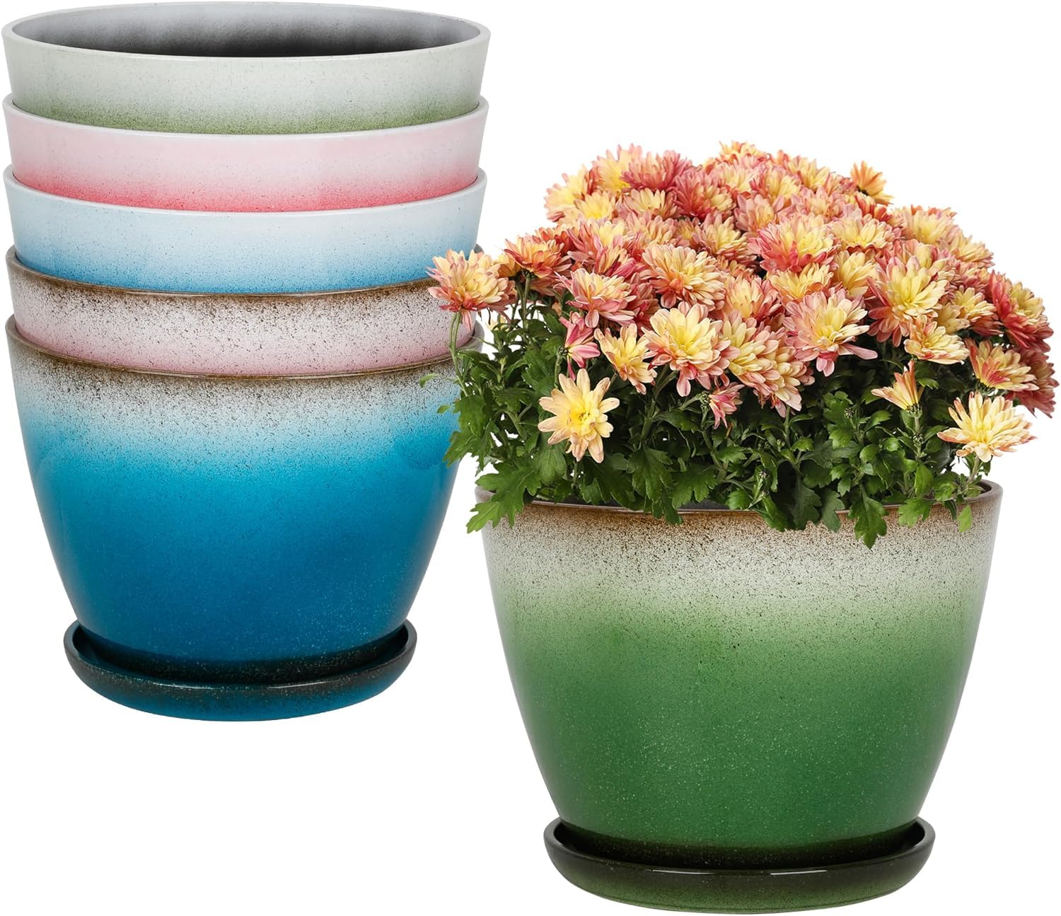 Worth front view of six 8-inch pots showing coordinated color and neat arrangement, enhances display