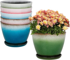 Worth front view of six 8-inch pots showing coordinated color and neat arrangement, enhances display