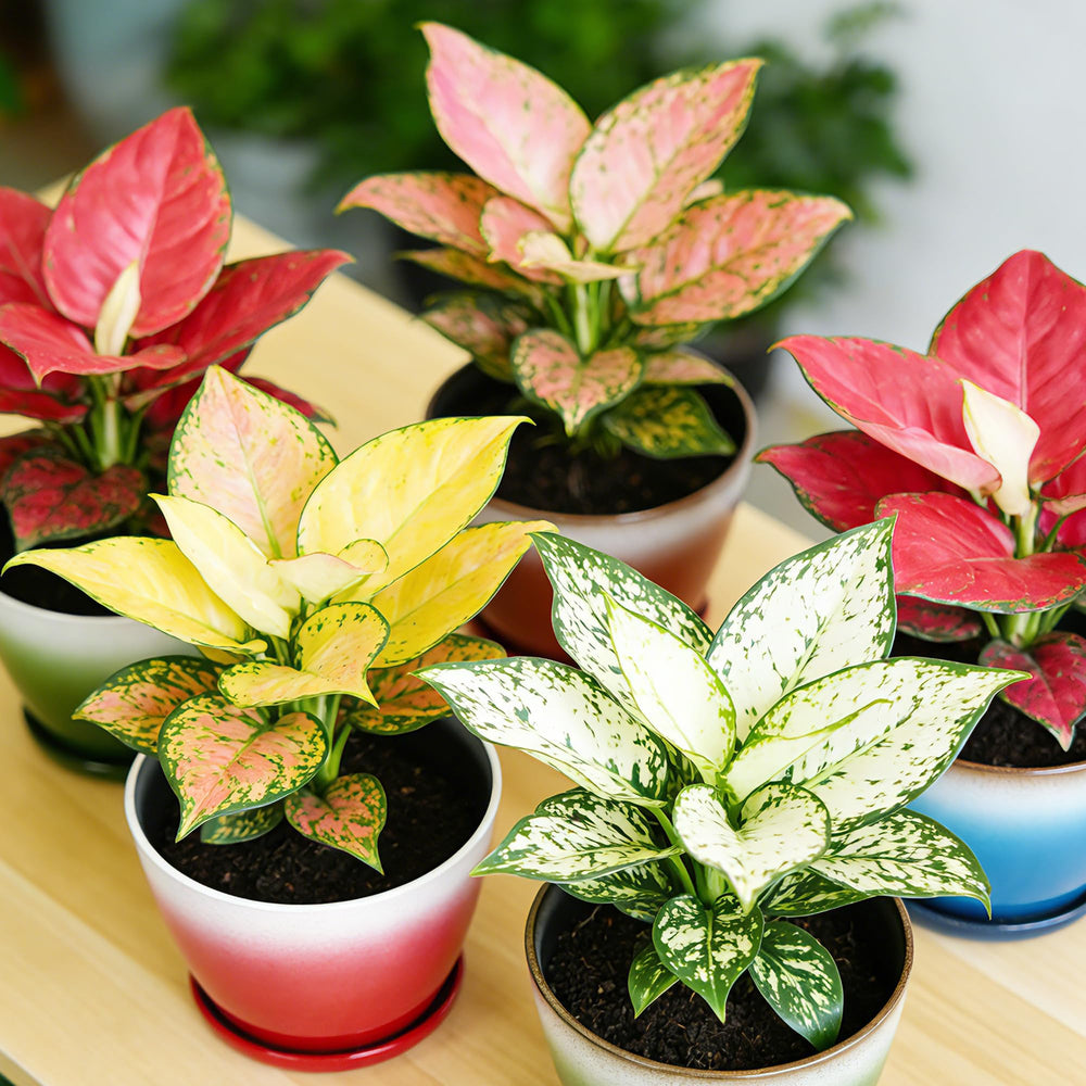 Worth patio grouping with mixed plants showcasing outdoor styling and versatile planting options