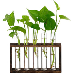 XXXFLOWER front view showing five glass tubes and wooden stand for neat display