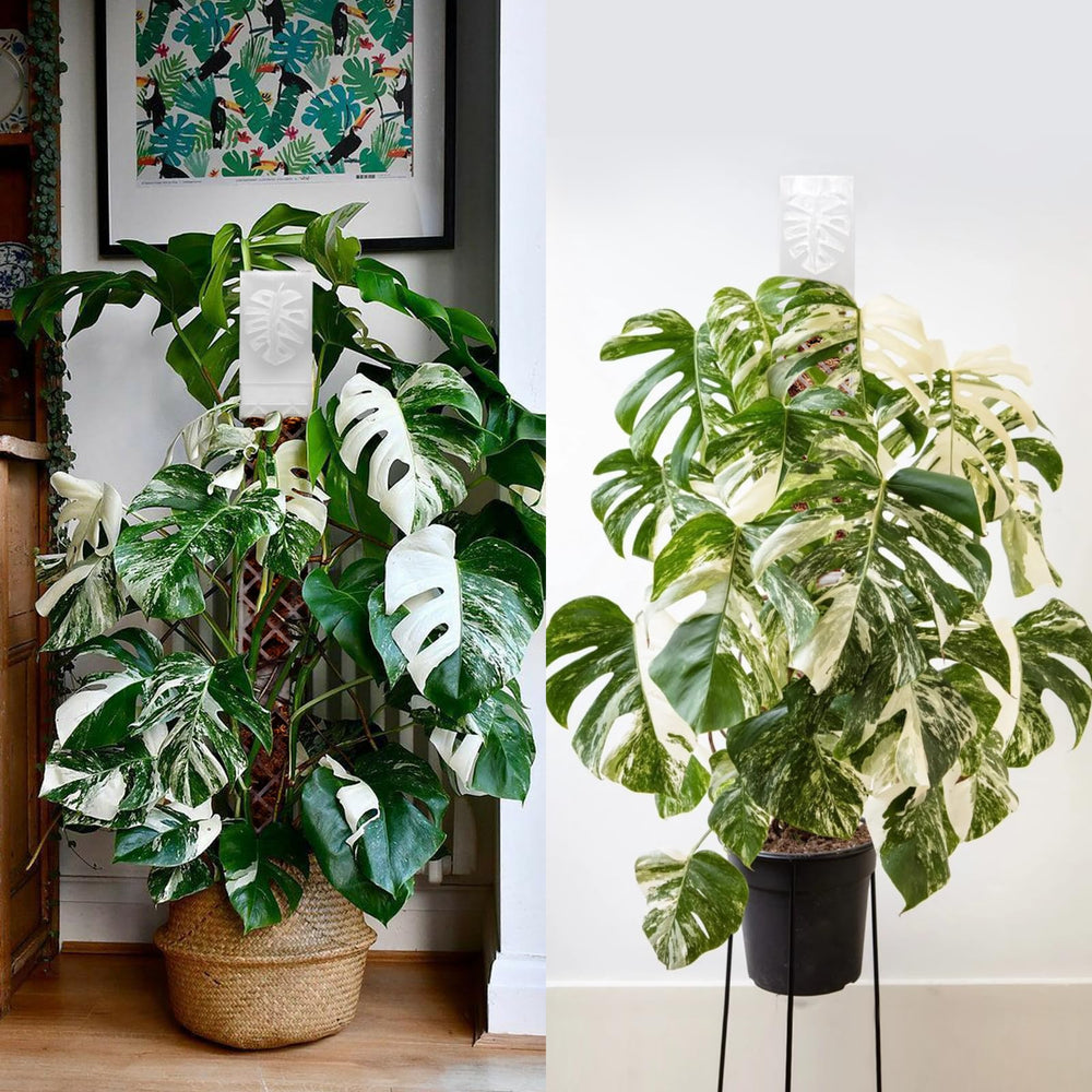 Yioviru scale comparison next to a standard pot showing compact 9-inch pole height advantage