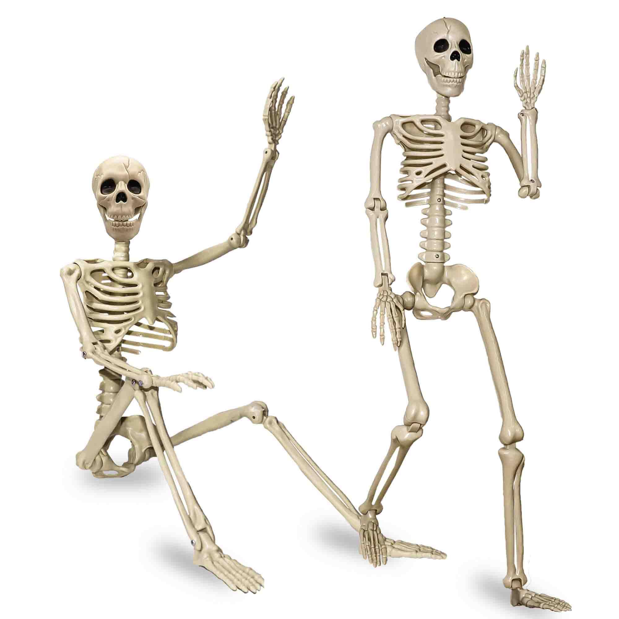 Znorso front view of both skeletons showing full-body pose options and display versatility