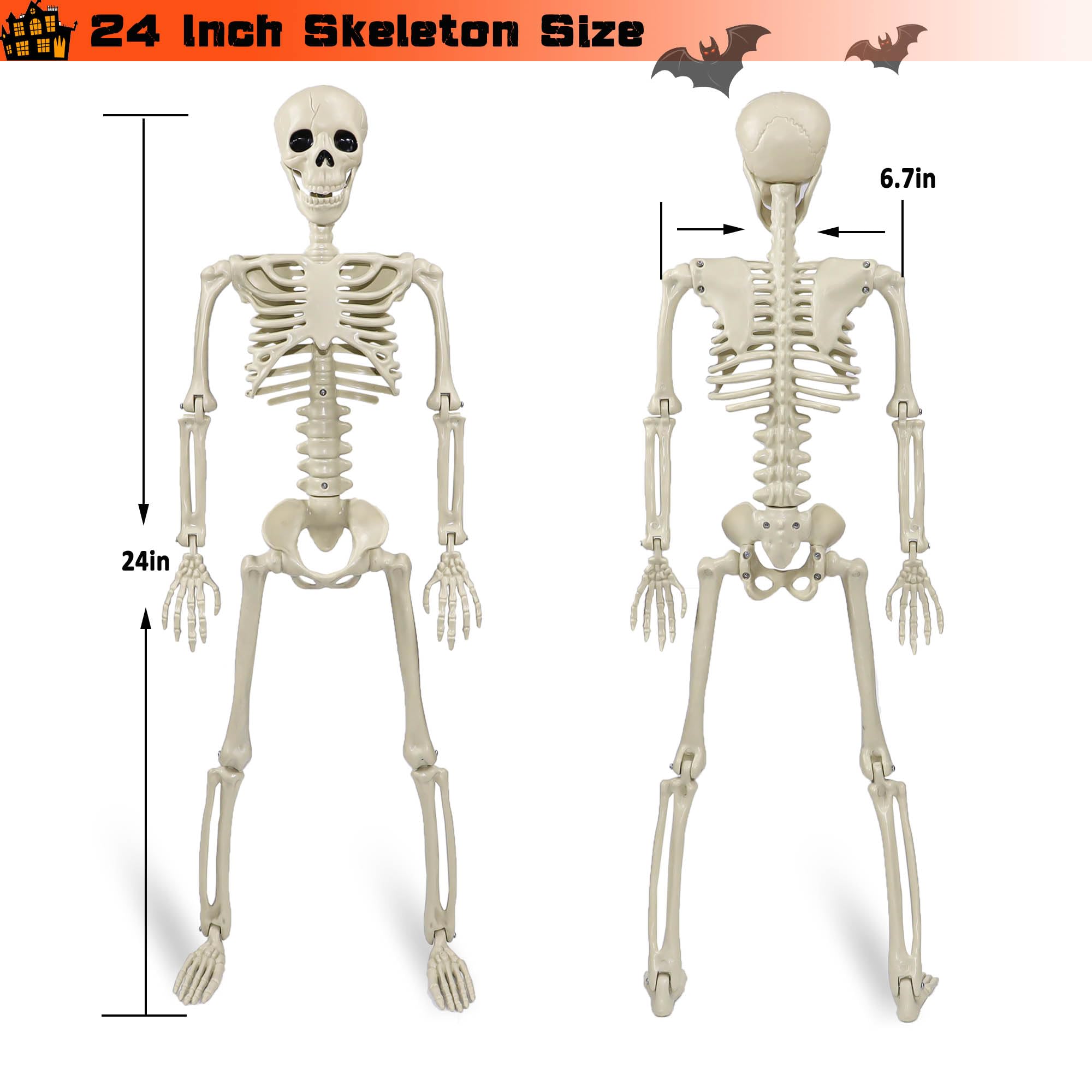 Znorso skeleton beside a ruler illustrating 24-inch life-size scale for accurate planning