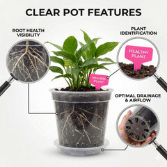 Zonara saucer and pot side profile protecting surfaces and collecting runoff for cleaner care
